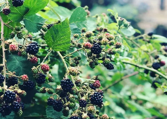 Alte Bahnstation * Lipsko